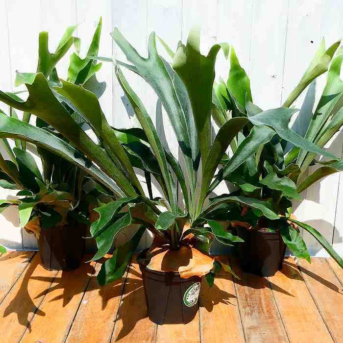 ビカクシダ ネザーランド コウモリラン 板付 観葉植物 室内 ne04